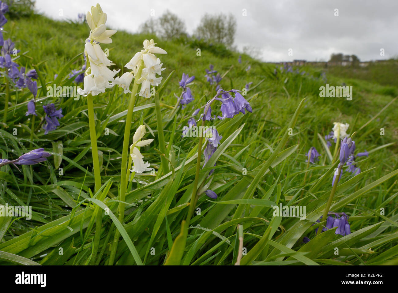 Büschel der weißen und blauen Spanisch bluebells (Hyacinthoides hispanica), eine invasive Arten in Großbritannien, blühen auf kommunalem Abwasser Boden, Salisbury, Großbritannien, April. Stockfoto