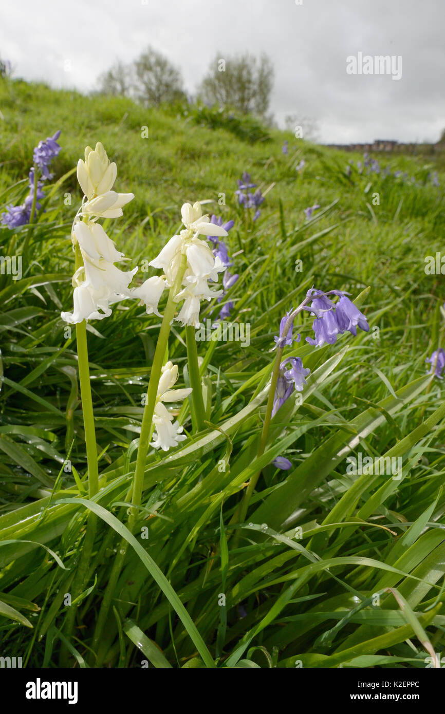 Büschel der weißen und blauen Spanisch bluebells (Hyacinthoides hispanica), eine invasive Arten in Großbritannien, blühen auf kommunalem Abwasser Boden, Salisbury, Großbritannien, April. Stockfoto