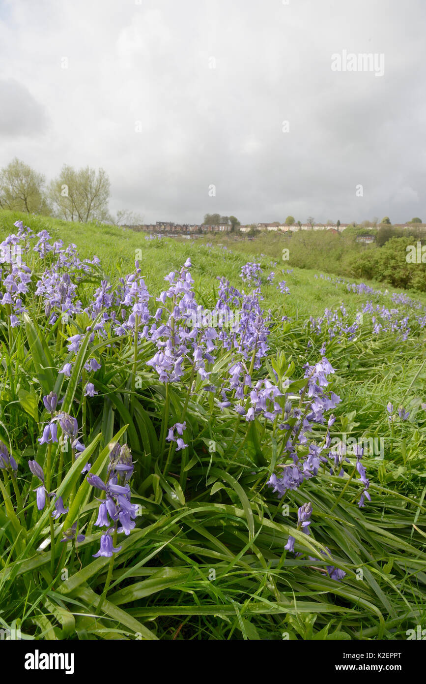 Klumpen von spanischen Bluebell (Hyacinthoides hispanica), eine invasive Arten in Großbritannien, blühen auf kommunalem Abwasser Boden, Salisbury, Großbritannien, April. Stockfoto