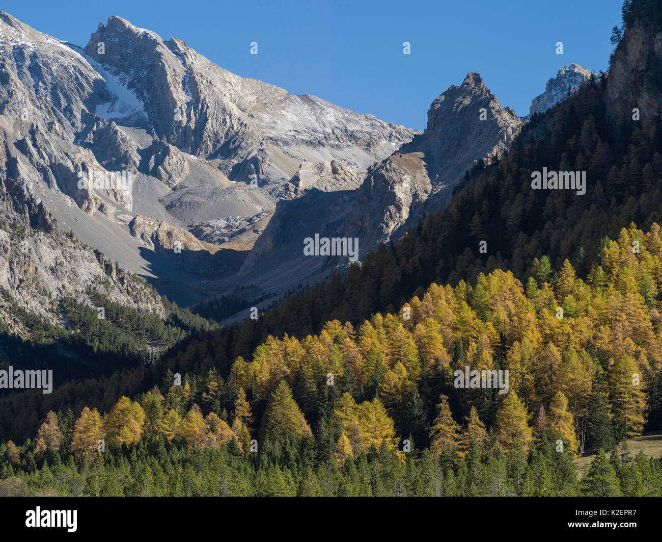 Wald im Herbst mit Berge, Val d&#39;Escreins, Queyras Regional Park, Hautes-Alpes, Frankreich, Oktober 2014. Stockfoto