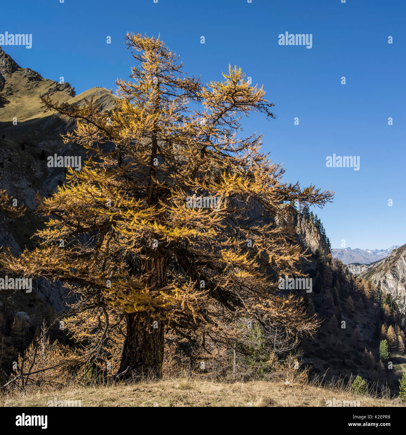 Lärche (Larix sp) in Berg Lebensraum mit Herbstlaub, Val d&#39;Escreins, Queyras Regional Park, Hautes-Alpes, Frankreich, Oktober 2014. Stockfoto