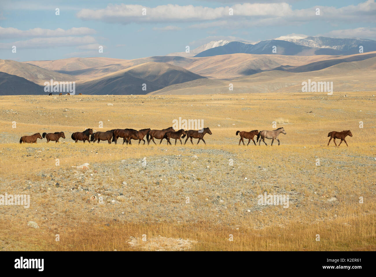 Band der wilden Mongolische Pferde läuft Plains am Fuße des Dungurukh Uul Berg, in der Nähe der Grenze zu China und Kasachstan, Bayan-Olgiy aymag und Mongolei. September. Stockfoto