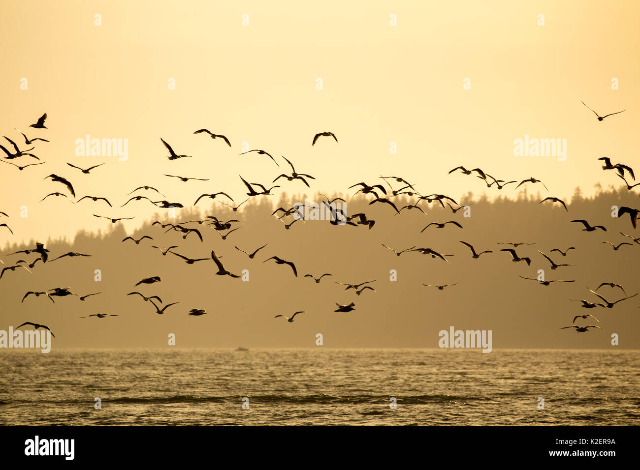 Vogelschwarm im Abendlicht in der Bucht von Port Renfrew auf Vancouver Island, British Columbia, Kanada. Stockfoto