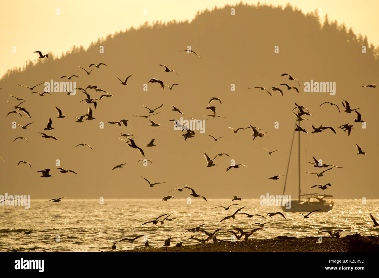 Vogelschwarm im Abendlicht in der Bucht von Port Renfrew auf Vancouver Island, British Columbia, Kanada. Stockfoto