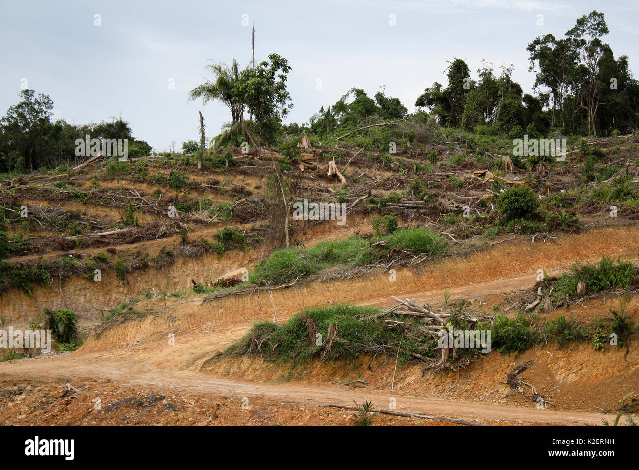 Bereich Rodungen für die Palmölproduktion, Zentralkalimantan, indonesische Borneo. Juni 2010. Stockfoto