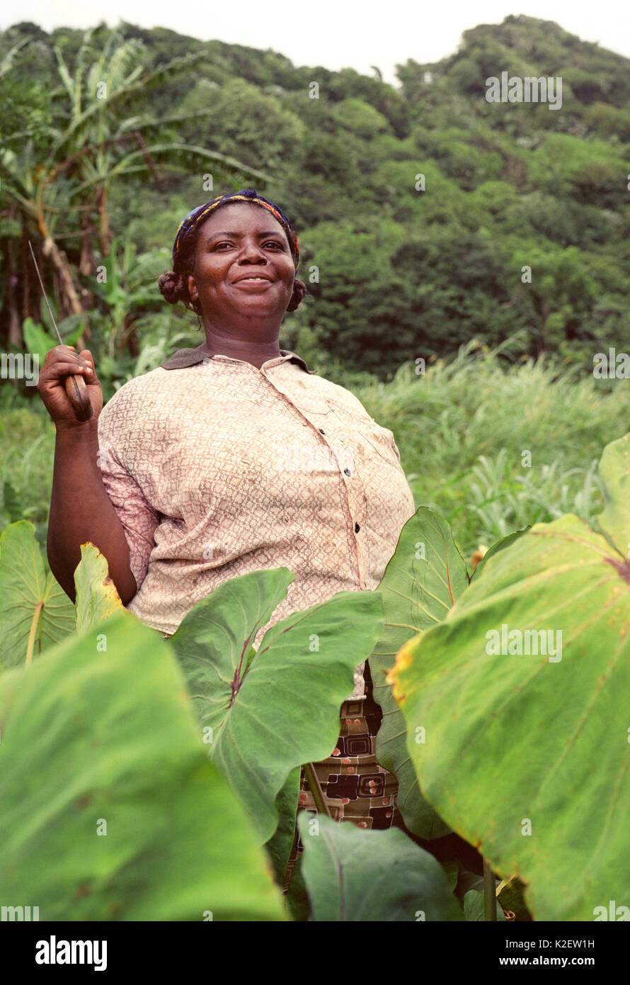 Yolanda Paul farmen Dasheen. Kingstown, St. Vincent. West Indies. Stockfoto