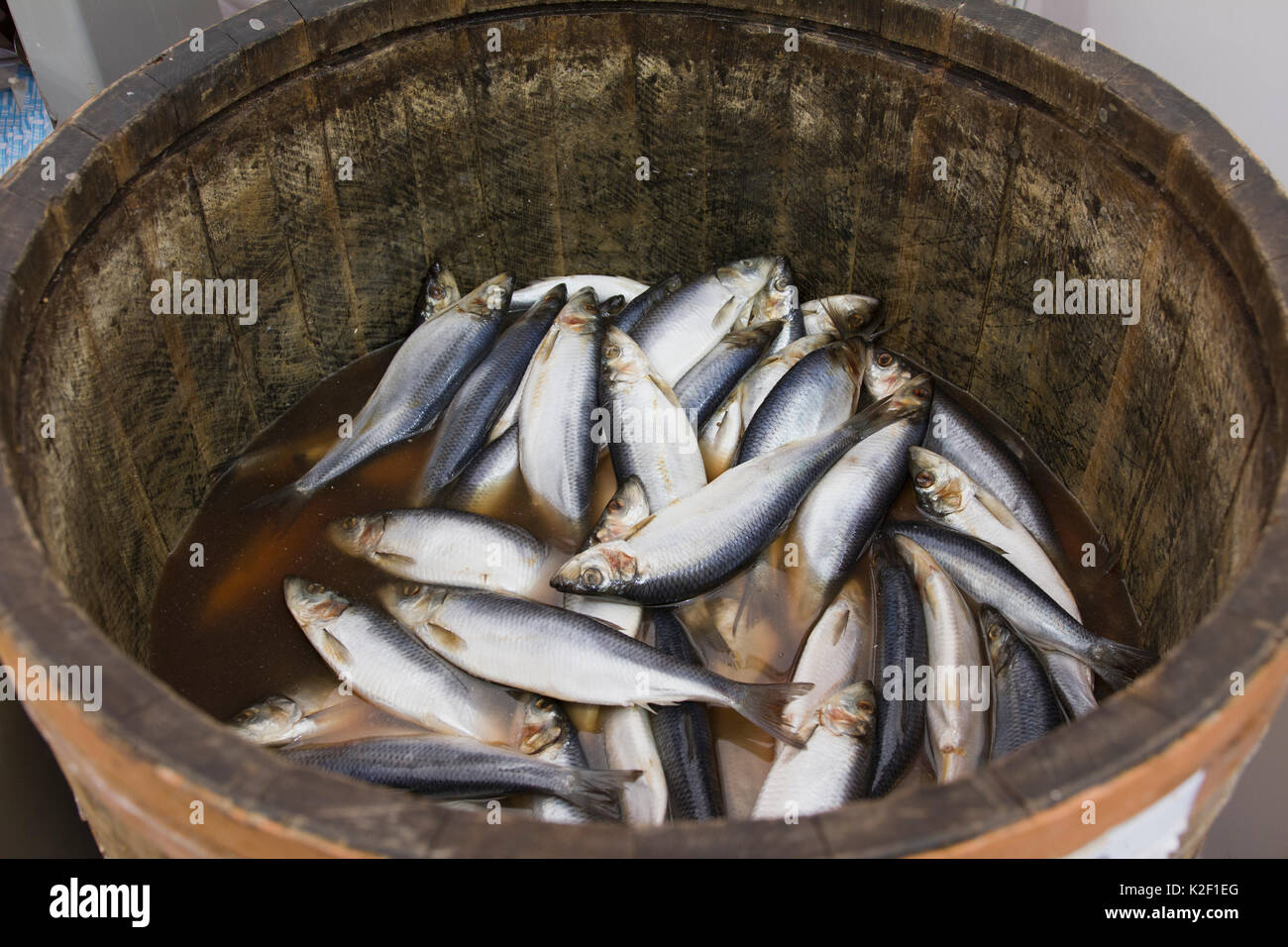 Hering in einem holzschaft - Meer Fisch Stockfoto