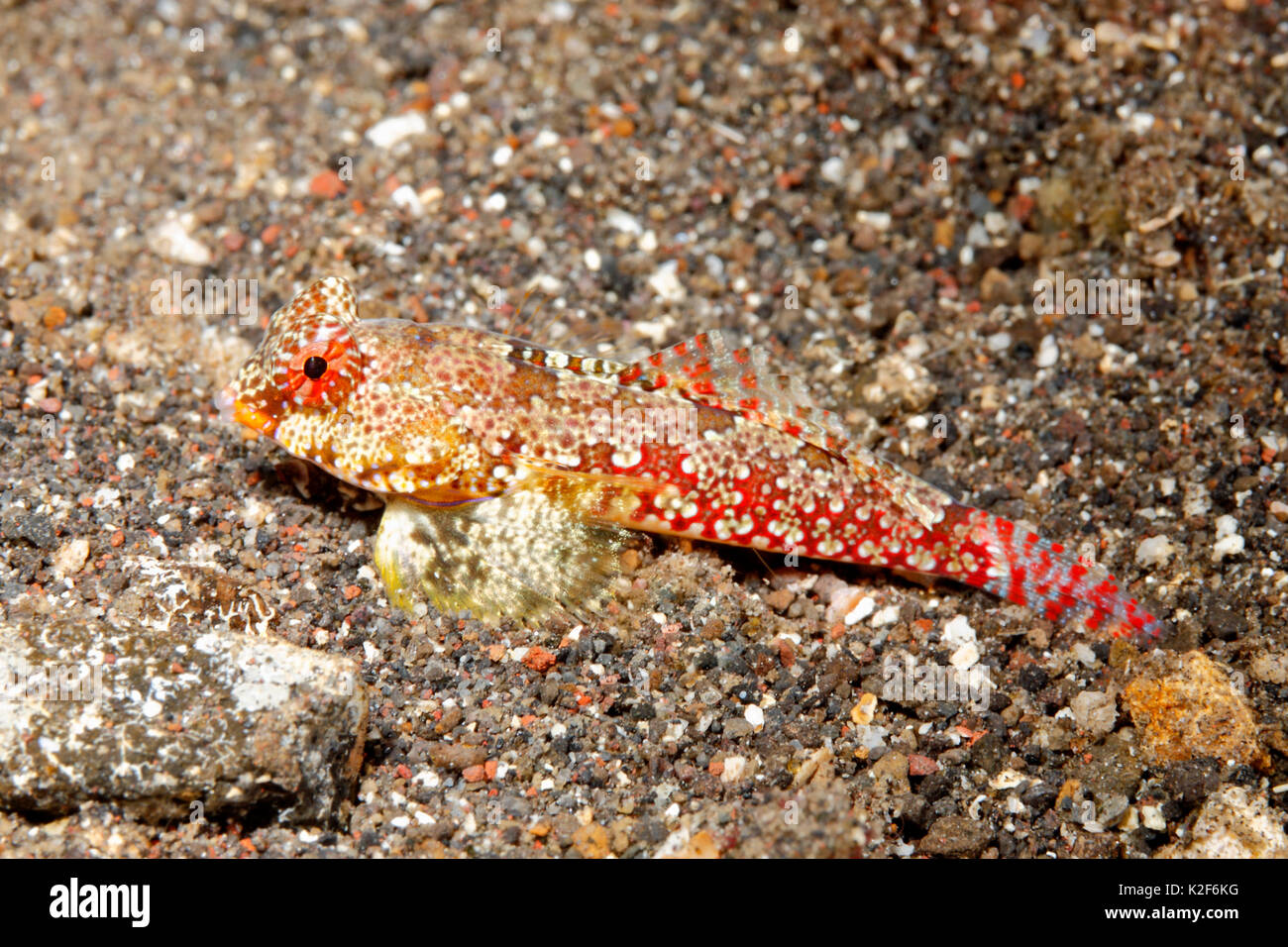Moyer's Dragonet, Synchiropus moyeri. Weiblich. Auch Roter Roller Blenny genannt. Tulamben, Bali, Indonesien. Bali-Meer, Indischer Ozean Stockfoto
