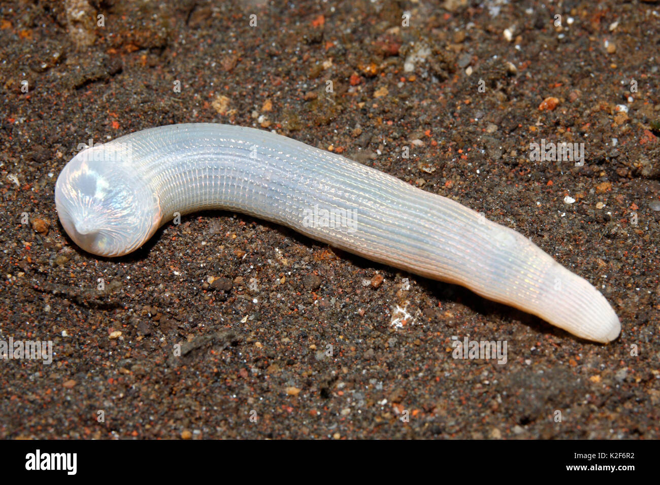 Peanut Wurm, Sipunculus sp. Tulamben, Bali, Indonesien. Bali Sea, Indischer Ozean Stockfoto