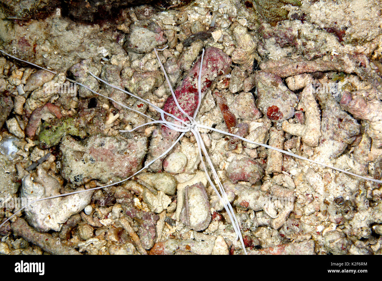 Weiße Fütterung Tentakel einer Medusa Spaghetti Wurm, Loimia medusa oder Eupolymnia crassicornis. Uepi, Stockfoto