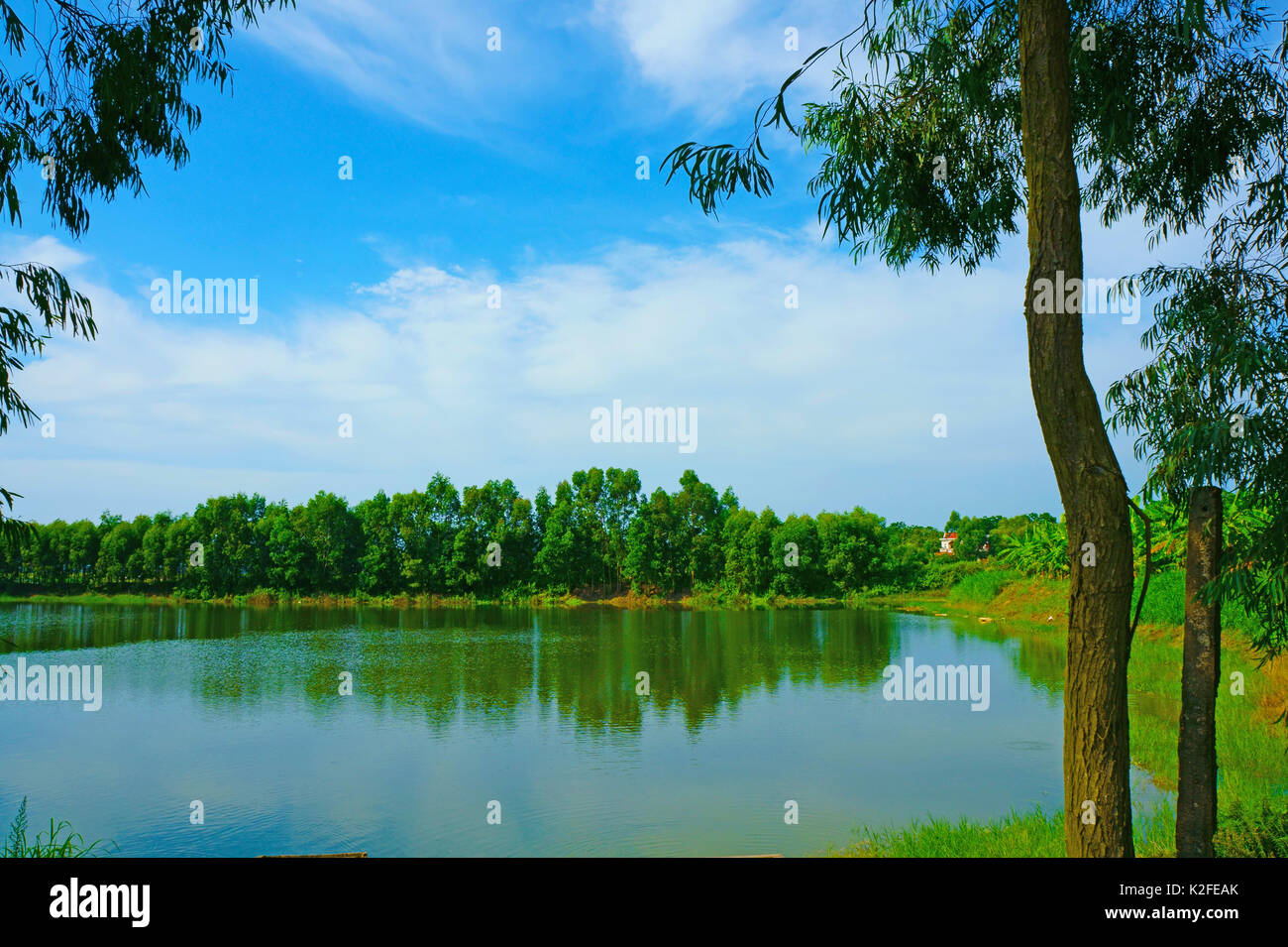 Die Bäume entlang der See Stockfoto