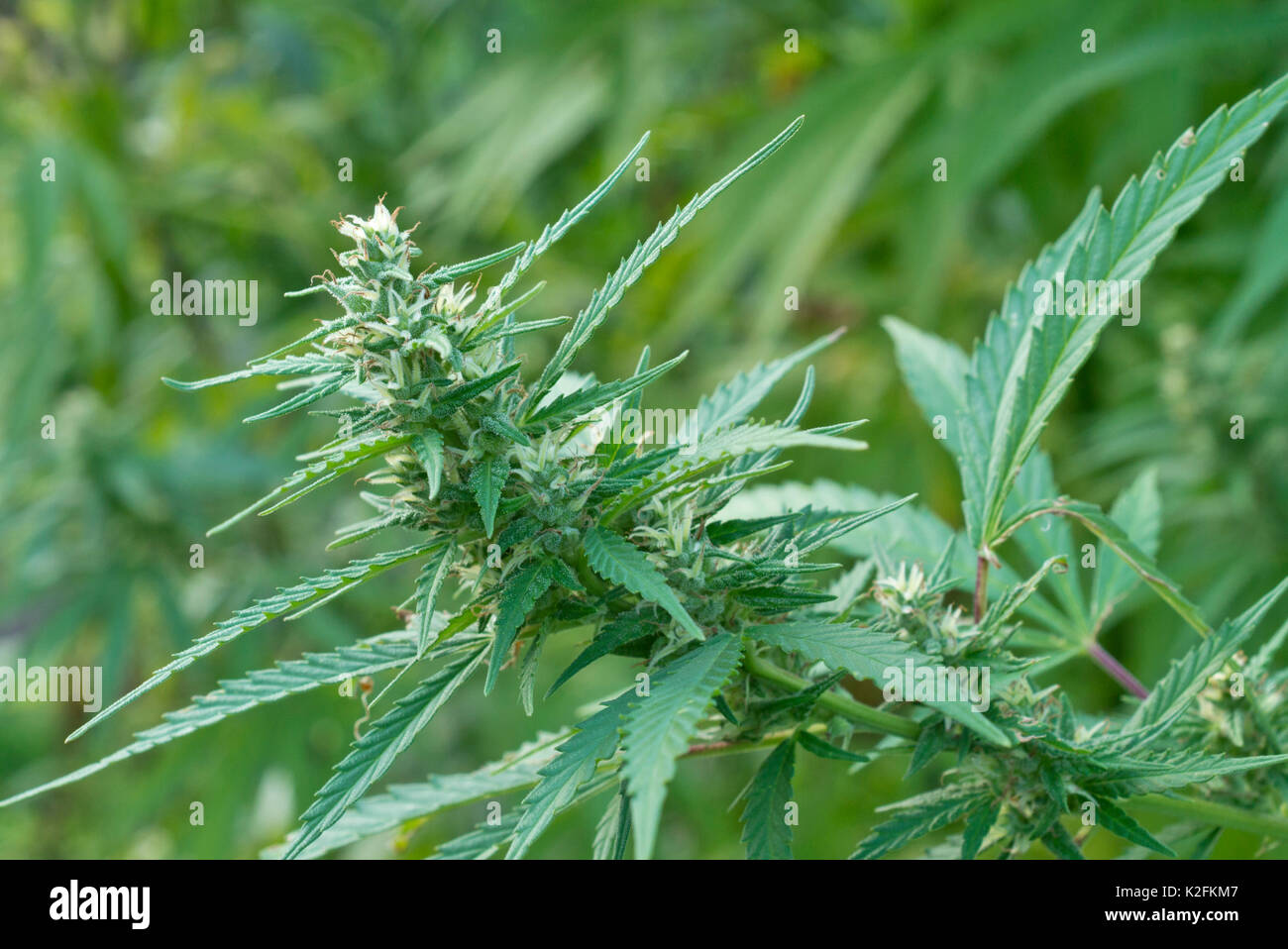 Hanf (Cannabis sativa var. spontanea) mit weiblichen Blüten Stockfoto