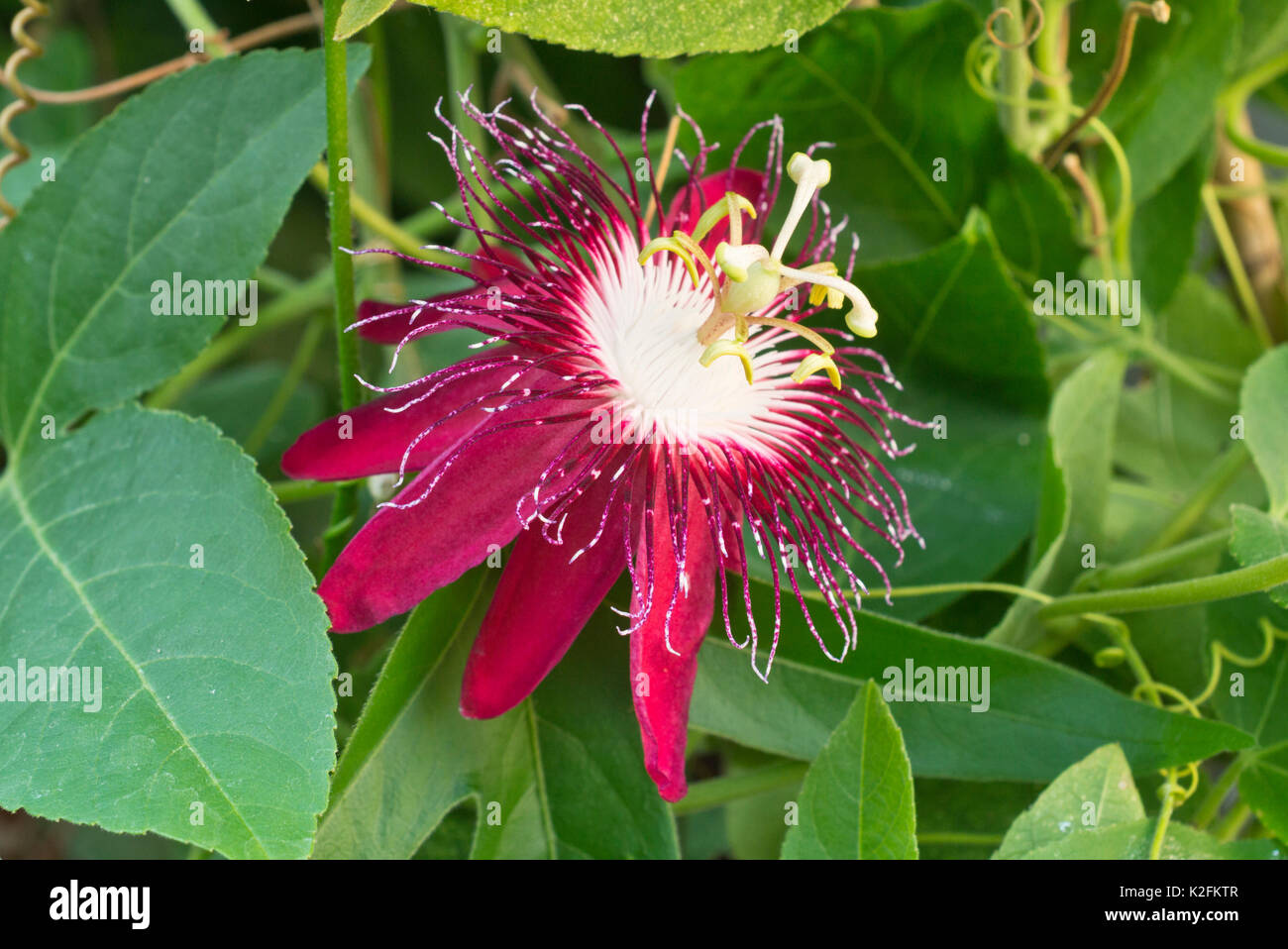 Passionsblume (passiflora lady Margret) Stockfoto