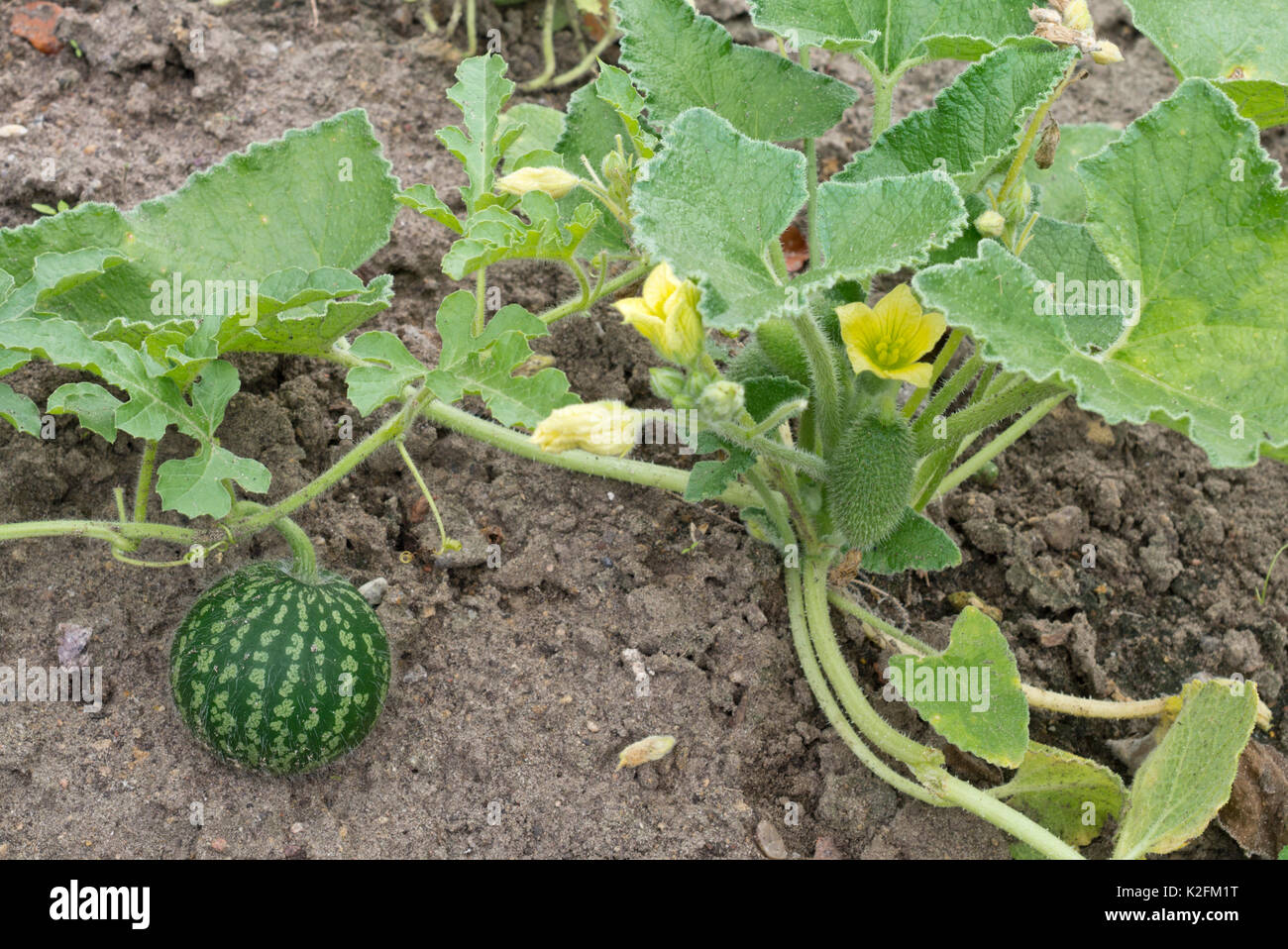 Colocynth (citrullus colocynthis) Stockfoto