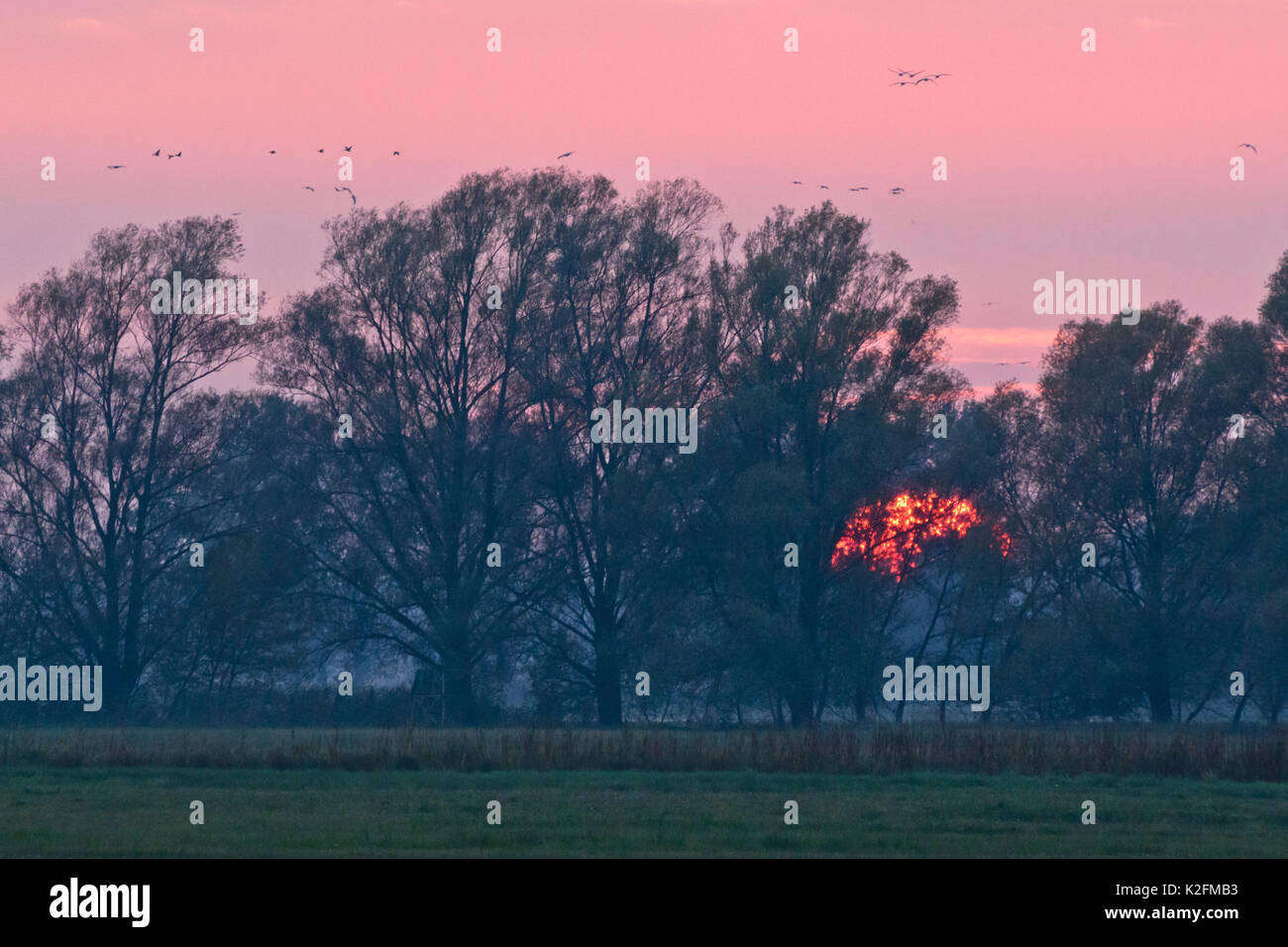 Kranichen (Grus Grus) in der Nähe von Linum, Deutschland Stockfoto