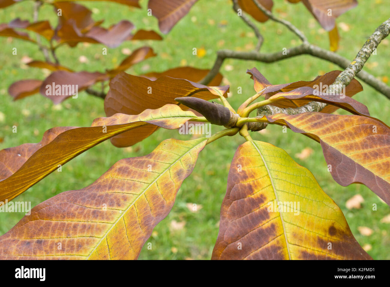 Chinesische Magnolie (Magnolia Officinalis var. Biloba) Stockfoto