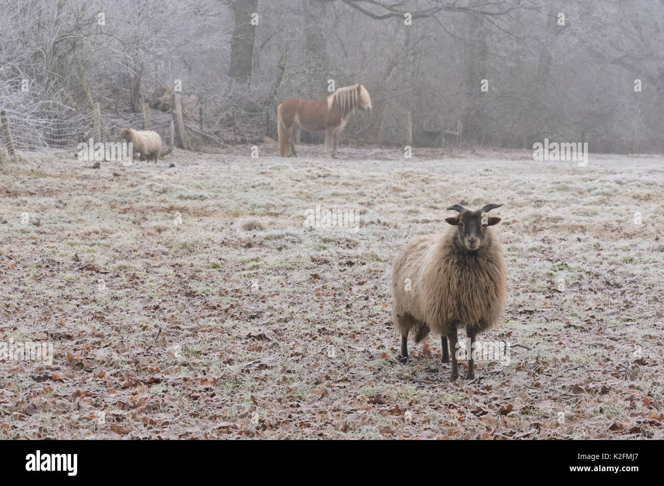 Weide mit Schafen und Pferd im Winter Stockfoto