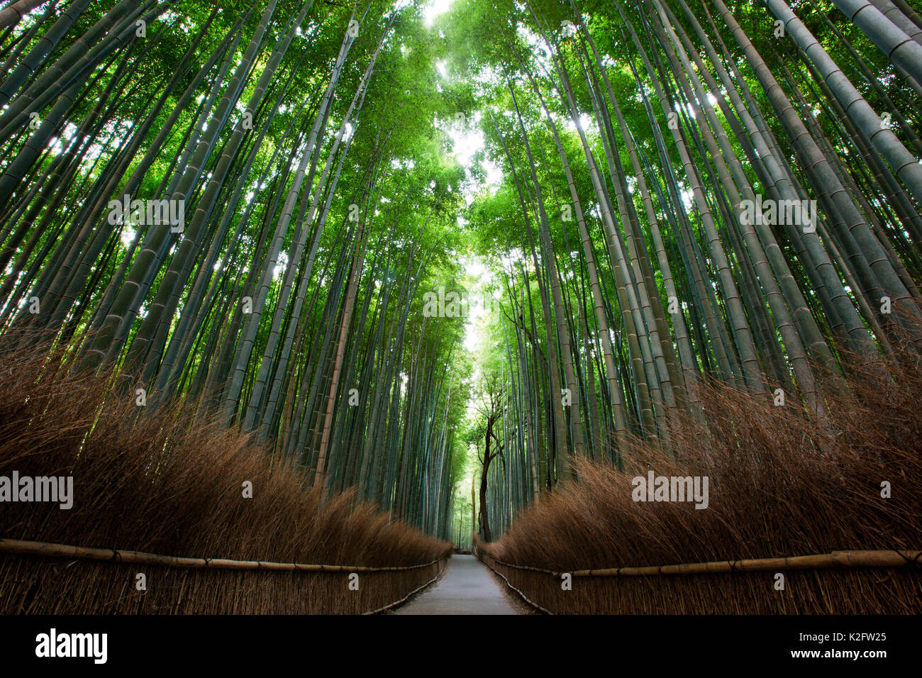 Die arashyiama baboo Grove in westlichen Kyoto in der Abenddämmerung. Stockfoto