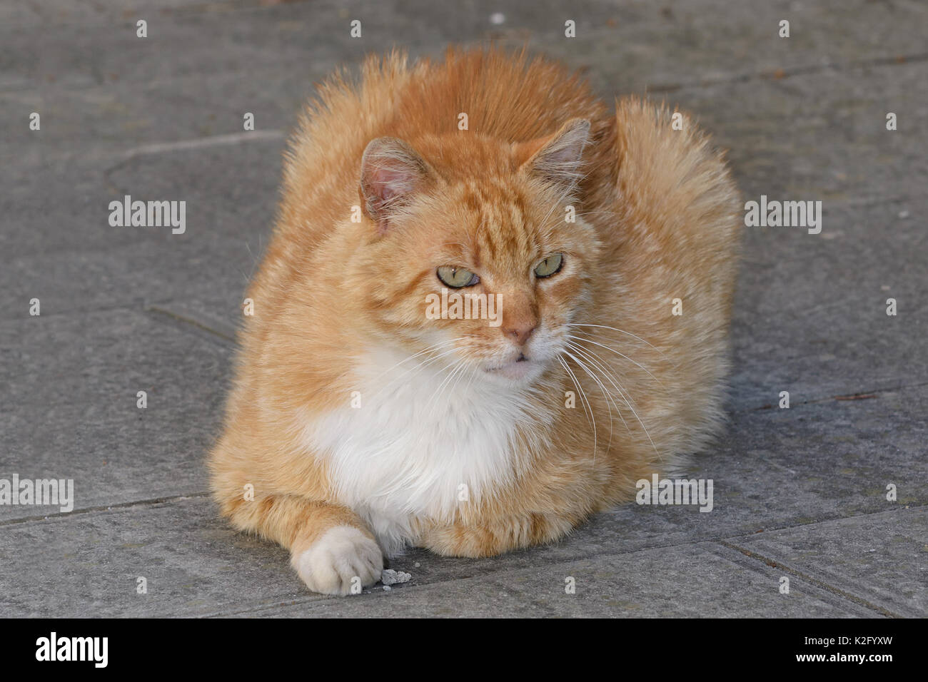Rote Katze auf dem Boden liegend Spielen mit einem Stein Stockfoto