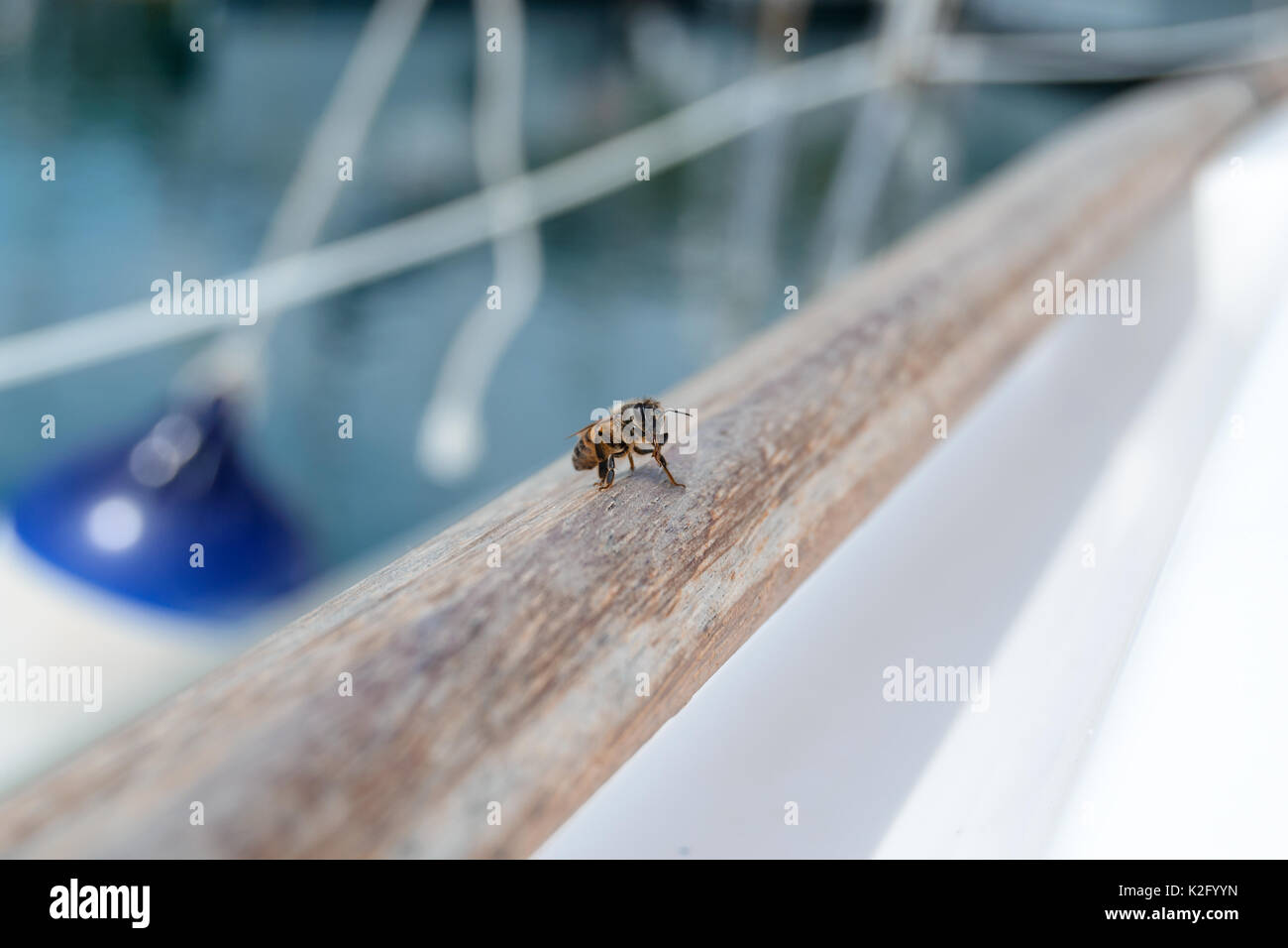 Bee in Anlehnung an das hölzerne des Bootes Stockfoto