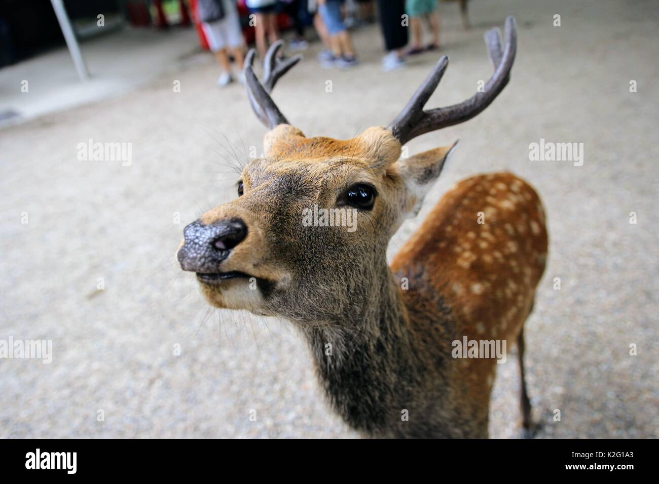 Rotwild gehen um Nara, Japan. Stockfoto