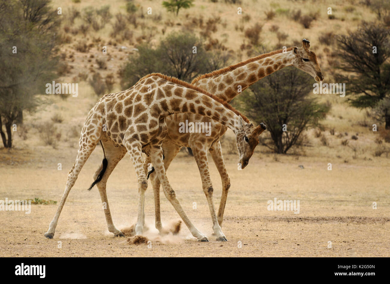 Südliche Giraffe (Giraffa giraffa). Männer in der trockenen Auob am frühen Morgen Riverbed kämpfen. Kalahari Wüste, Kgalagadi Transfrontier Park, Südafrika. Stockfoto