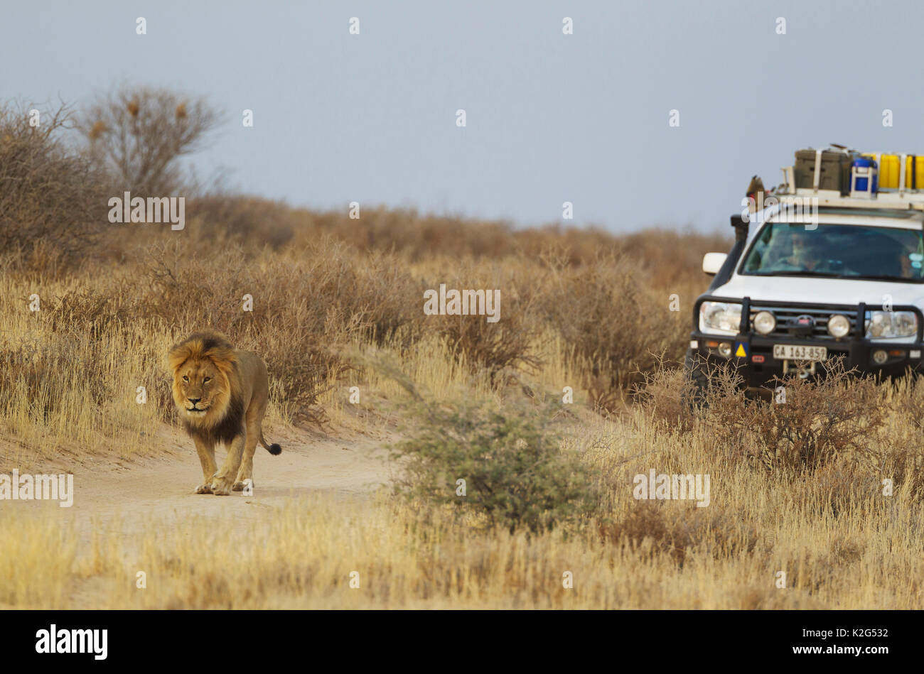 Löwe (Panthera leo). Schwarz unbewachtes Kalahari männlichen und touristische Fahrzeug. Für mehr Komfort, Löwen viel lieber auf die Straße zu gehen als in der dornige Busch Stockfoto