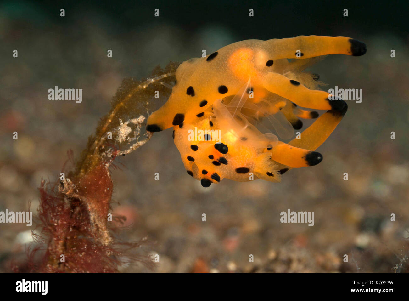 Nacktschnecken (Thecacera sp.) Kopula. .. Stockfoto