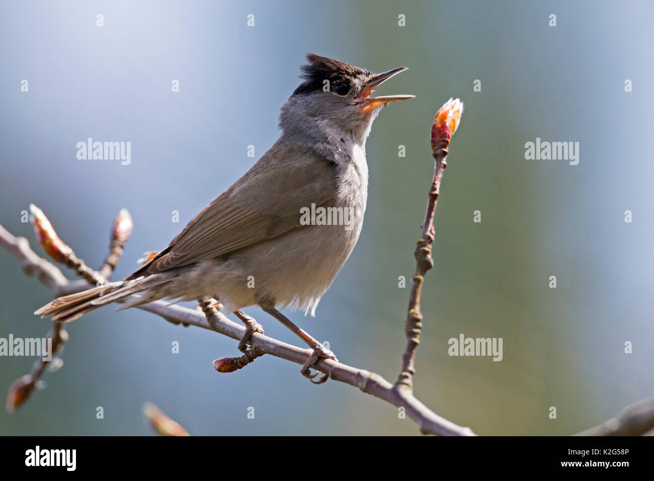 Eurasischen Mönchsgrasmücke (Sylvia atricapilla) männlichen auf Lied, Gesang Stockfoto