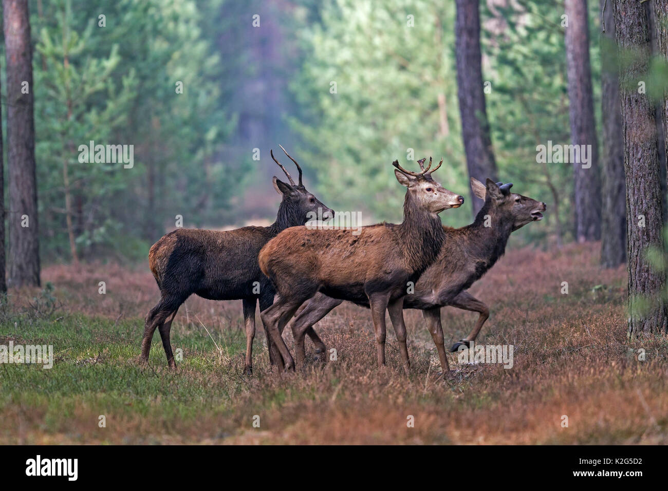 Red Deer (Cervus elaphus) Hirsche im Sommer, das Geweih jedes Jahr abgeworfen werden, in der Regel Ende Februar und März Stockfoto