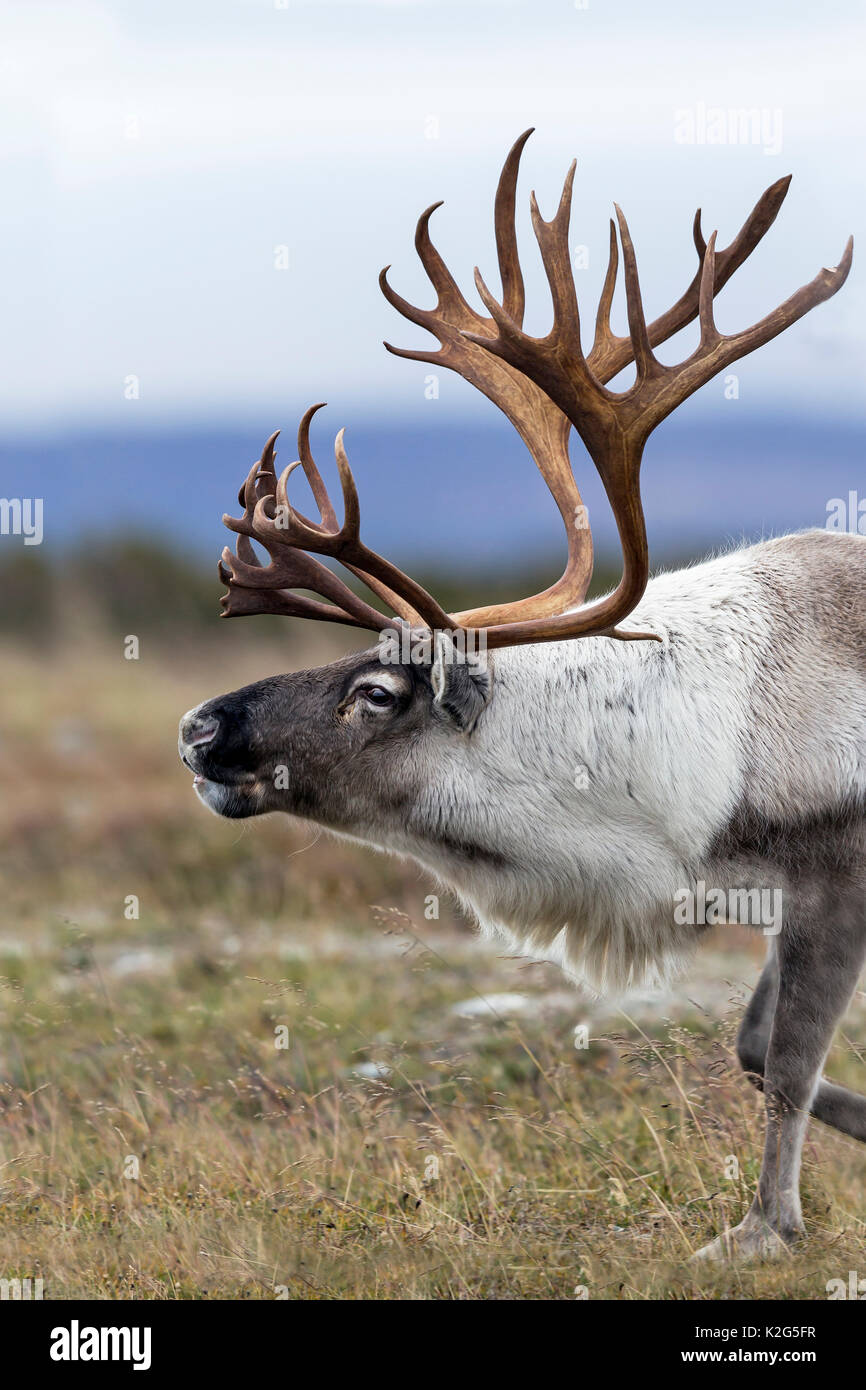 Rentiere (Rangifer tarandus), Männlich in der Furche Stockfoto