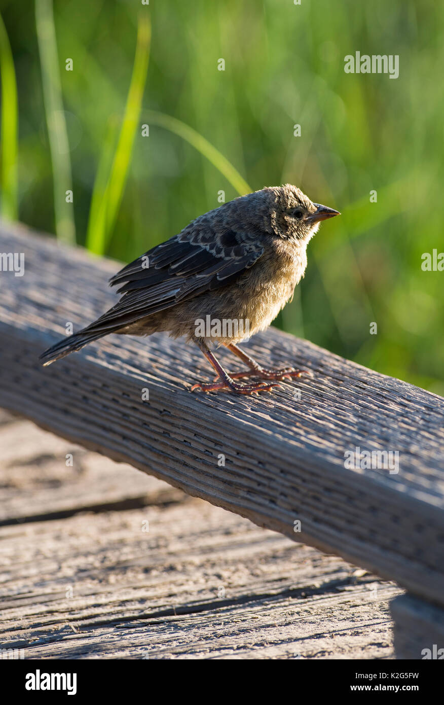 Baby Vogel Stockfoto