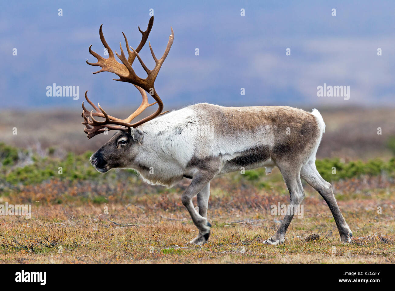 Rentiere (Rangifer tarandus), Männlich in der Furche Stockfoto