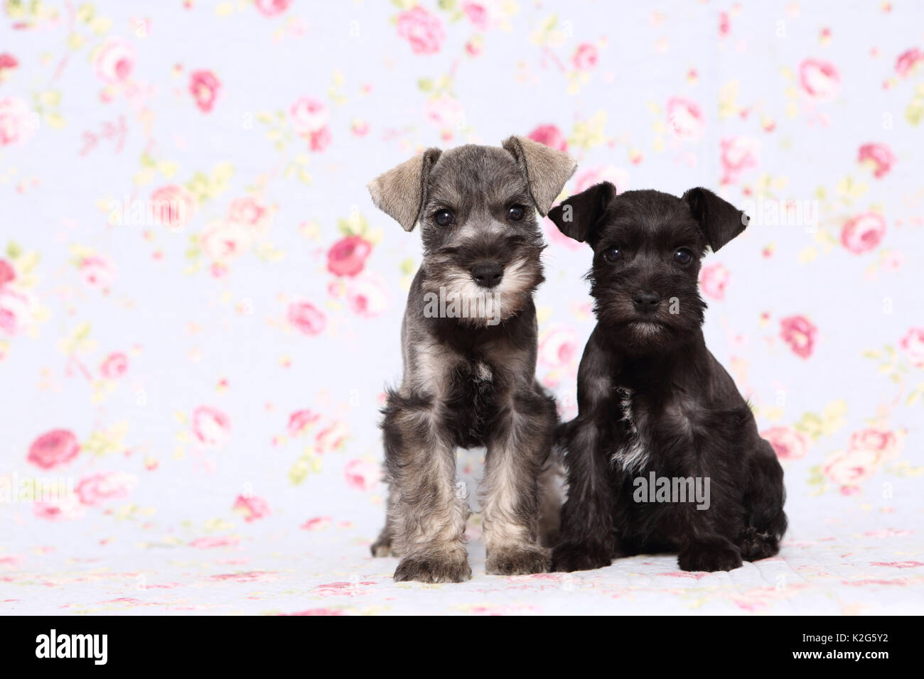 Parti - farbige Zwergschnauzer und schwarzer Zwergschnauzer. Zwei Welpen nebeneinander sitzen, gegen einen Hintergrund mit Blume drucken gesehen. Deutschland Stockfoto