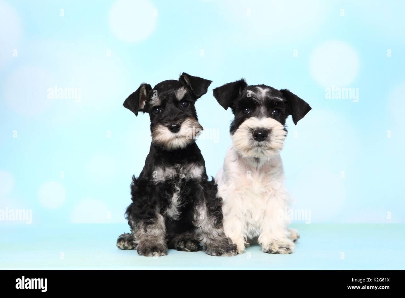 Parti-farbigen und Zwergschnauzer schwarz-silber Zwergschnauzer. Zwei Welpen nebeneinander sitzen, gegen einen hellblauen Hintergrund gesehen. Deutschland Stockfoto