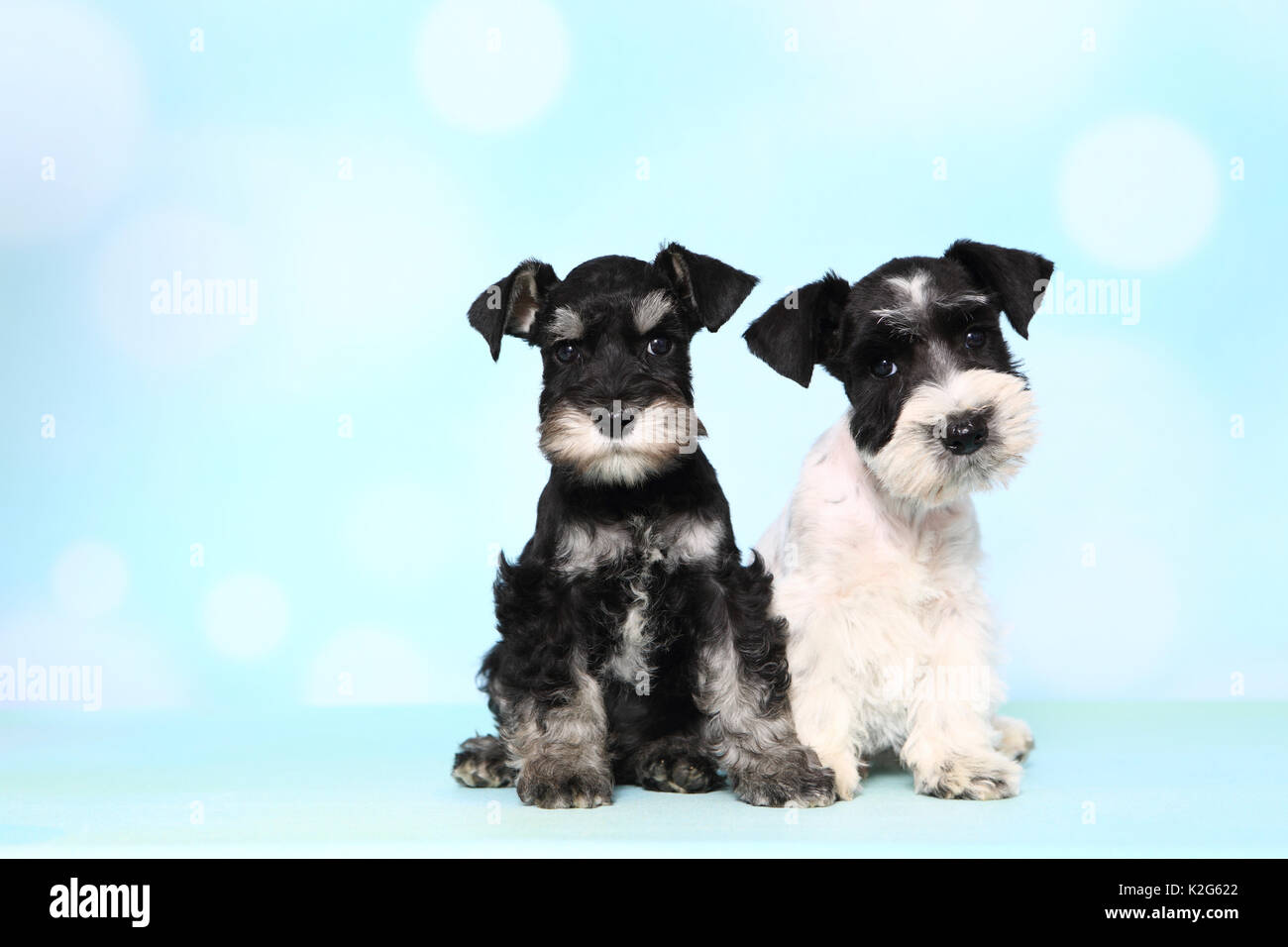 Parti-farbigen und Zwergschnauzer schwarz-silber Zwergschnauzer. Zwei Welpen nebeneinander sitzen, gegen einen hellblauen Hintergrund gesehen. Deutschland Stockfoto
