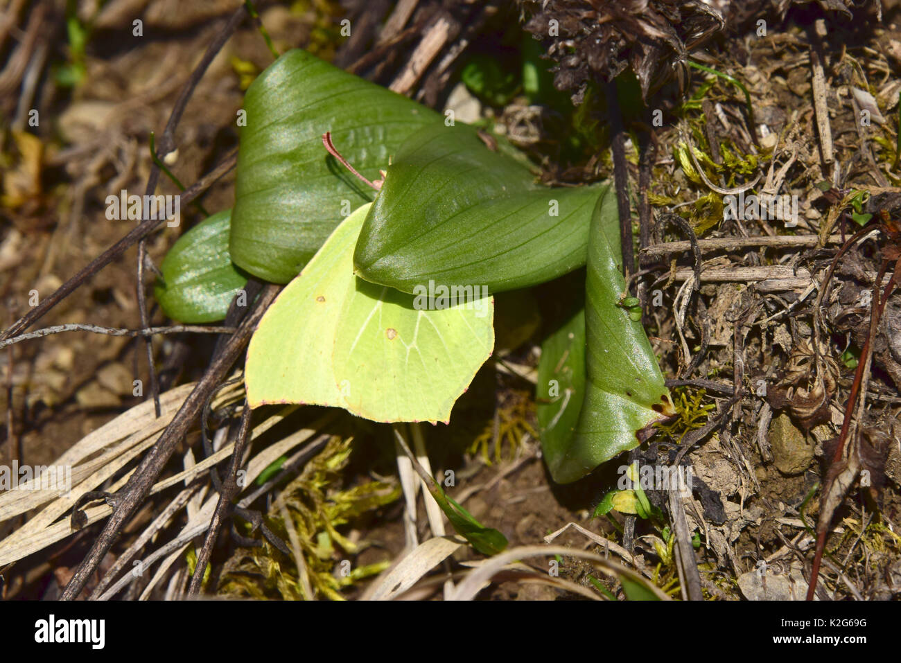 Schwefel (Gonepteryx rhamni) sitzen in einem Versteck zwischen zwei Blätter für Ruhe in der Nacht am Boden Stockfoto