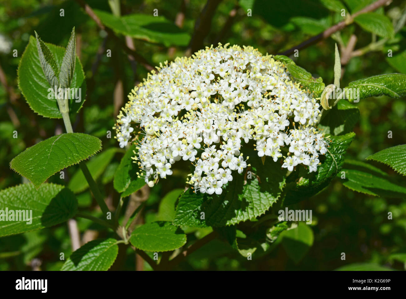 Wayfaring Baum, Hoarwithy, Twistwood, Mahlzeit Baum (Viburnum lantana), Blüte Stockfoto