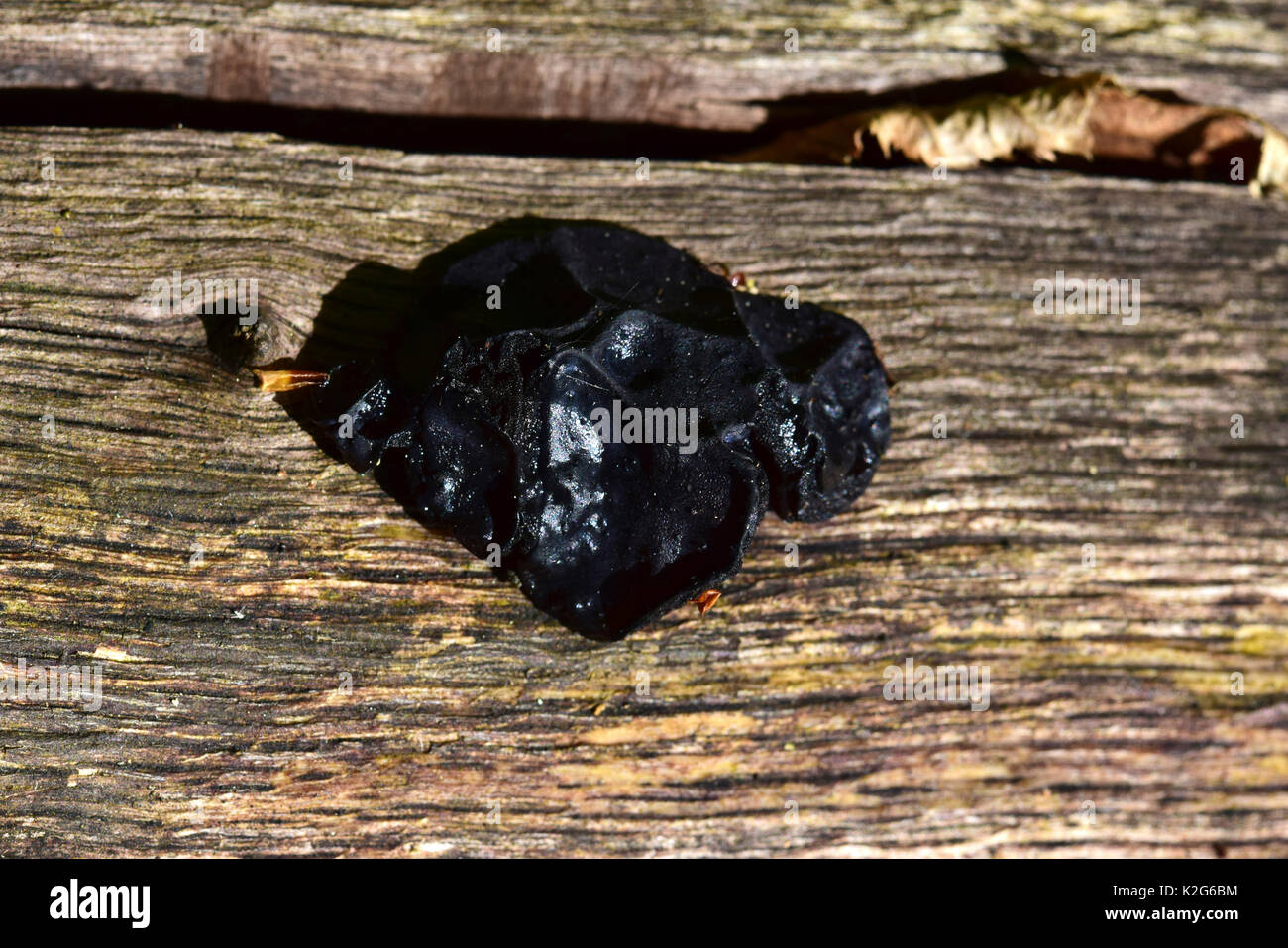 Hexen Butter (Exidia Glandulosa) wachsende Ein einen toten Baum Stockfoto