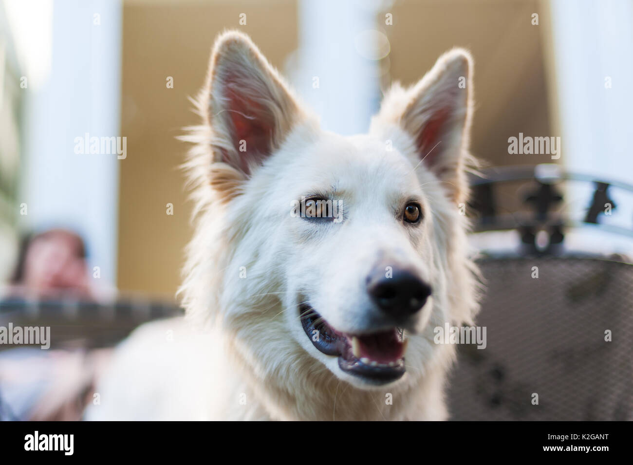 Porträt der Weiße Schweizer Schäferhund Stockfoto