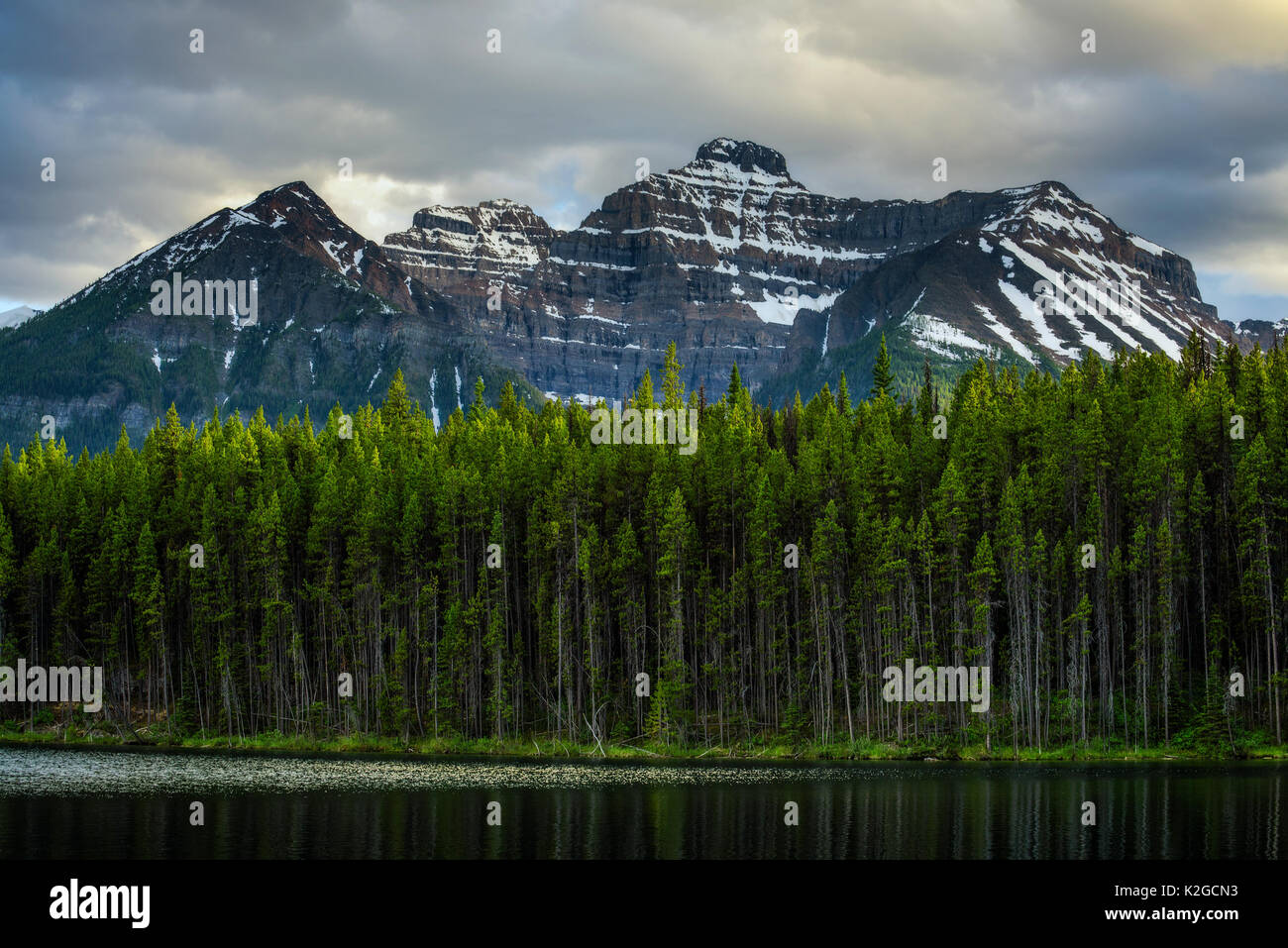 Deep Forest entlang Herbert Lake im Banff National Park mit schneebedeckten Gipfeln der kanadischen Rocky Mountains im Hintergrund. Stockfoto
