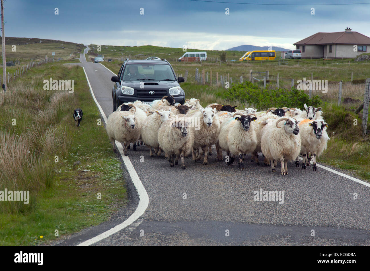 Landwirt in Fahrzeug mit Collie Schäferhund fahren Schafe, Baile Mor North Uist. Äußere Hebriden, Schottland, Juni. Stockfoto