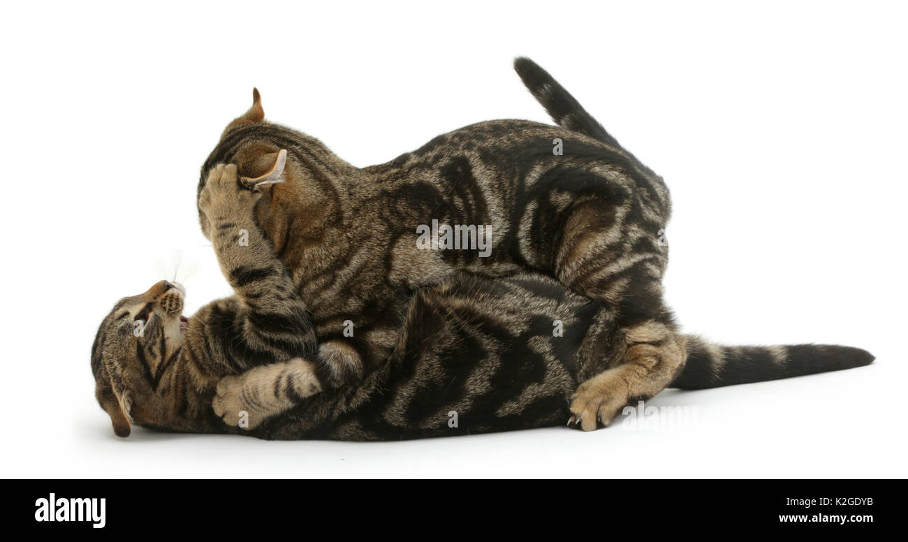 Katzen kämpfen Ausgeschnittene Stockfotos und -bilder - Alamy
