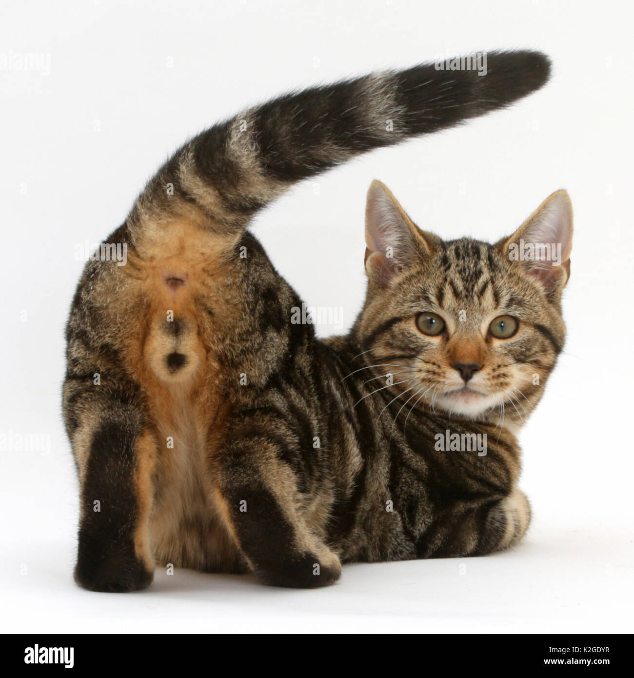Tabby cat Picasso, 4 Monate, mit seinem hinteren Ende und suchen. Stockfoto
