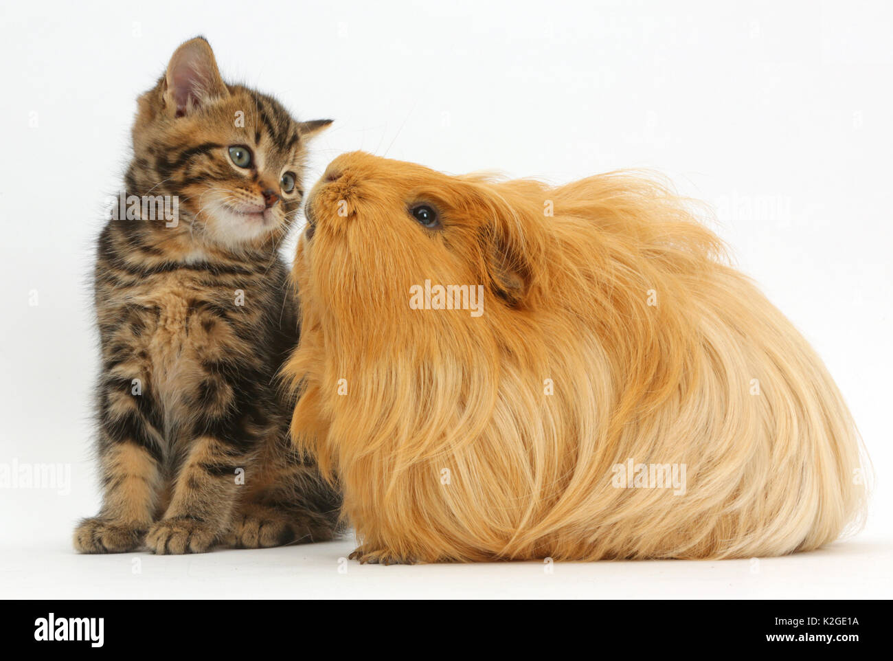 Tabby kitten, Alter 7 Wochen, und Meerschweinchen. Stockfoto