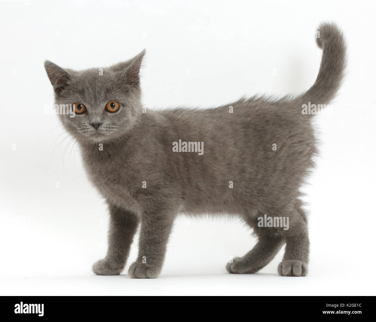 British Shorthair Cats Kittens Blue Stockfotos und -bilder Kaufen - Alamy