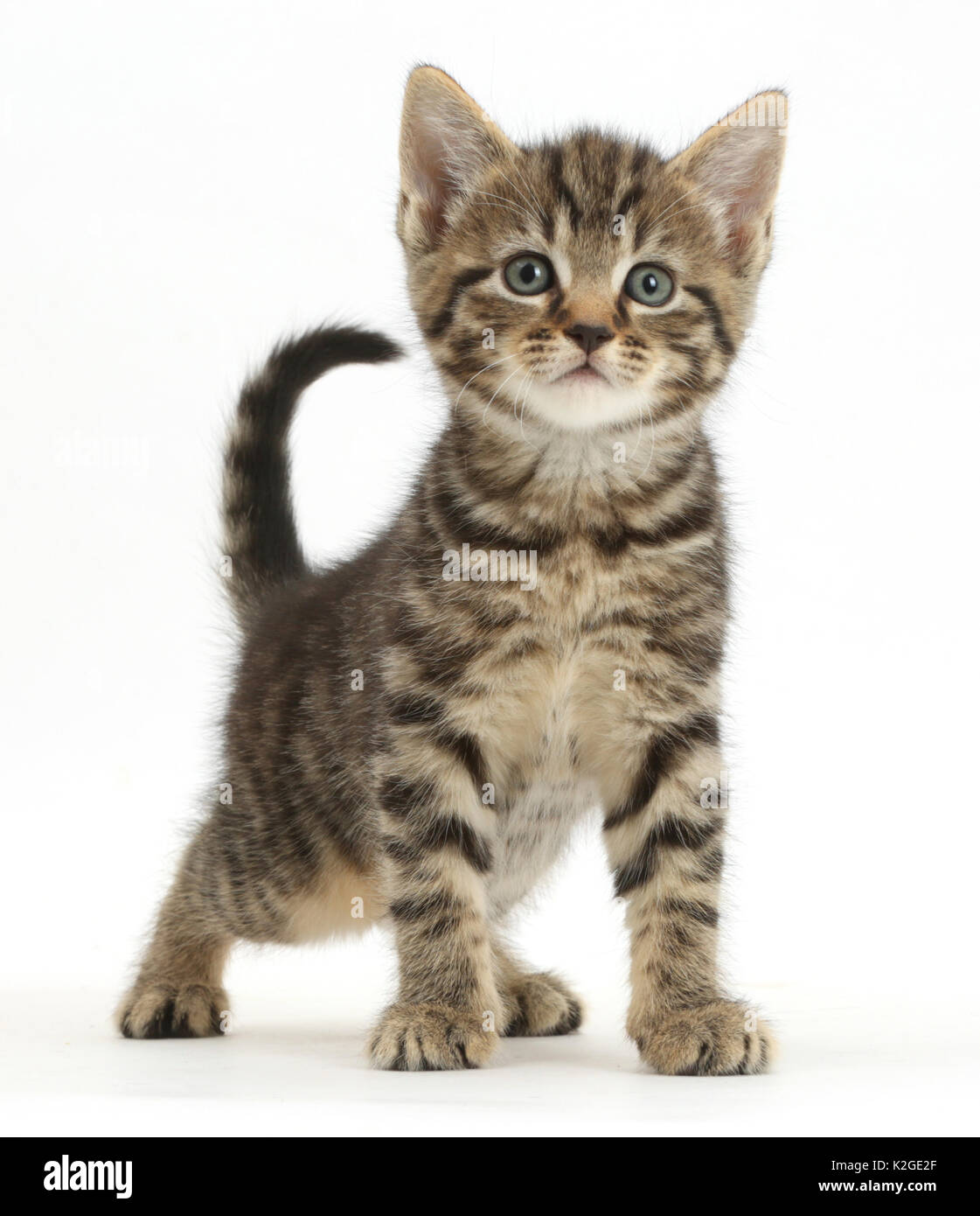 Tabby kitten, 6 Wochen stehen. Stockfoto