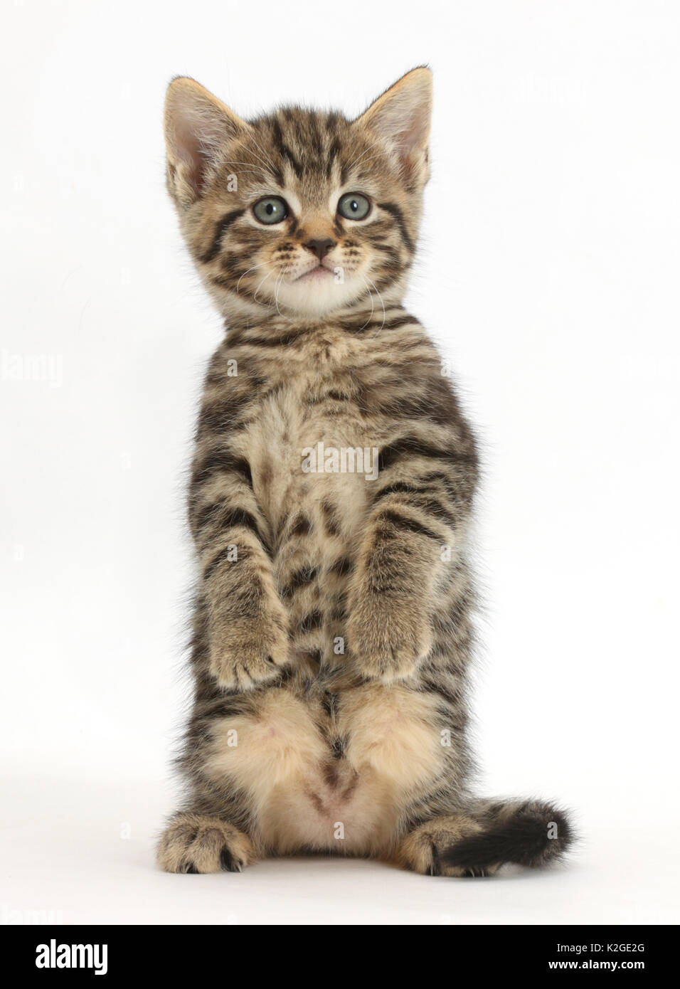 Tabby kitten, 6 Wochen, steht auf den Hinterbeinen. Stockfoto