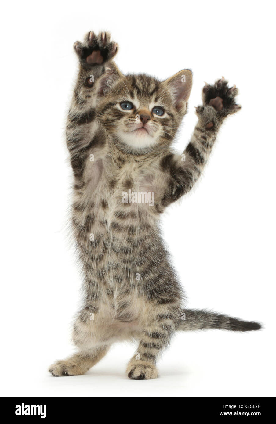 Kleine tabby Kitten, 6 Wochen, tanzen. Stockfoto