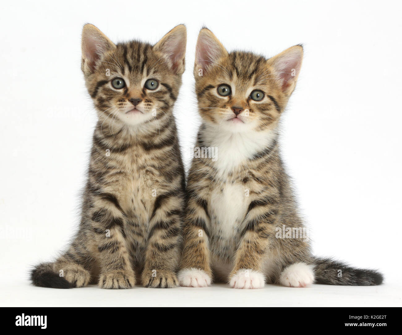 Zwei tabby Kitten, Alter 6 Wochen. Stockfoto